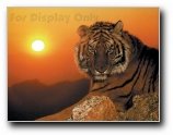 Tiger Sunset
