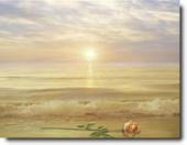 The Ocean's Rose