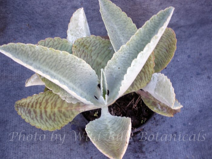Very interesting tropical succulent plant "Donkey Ears"