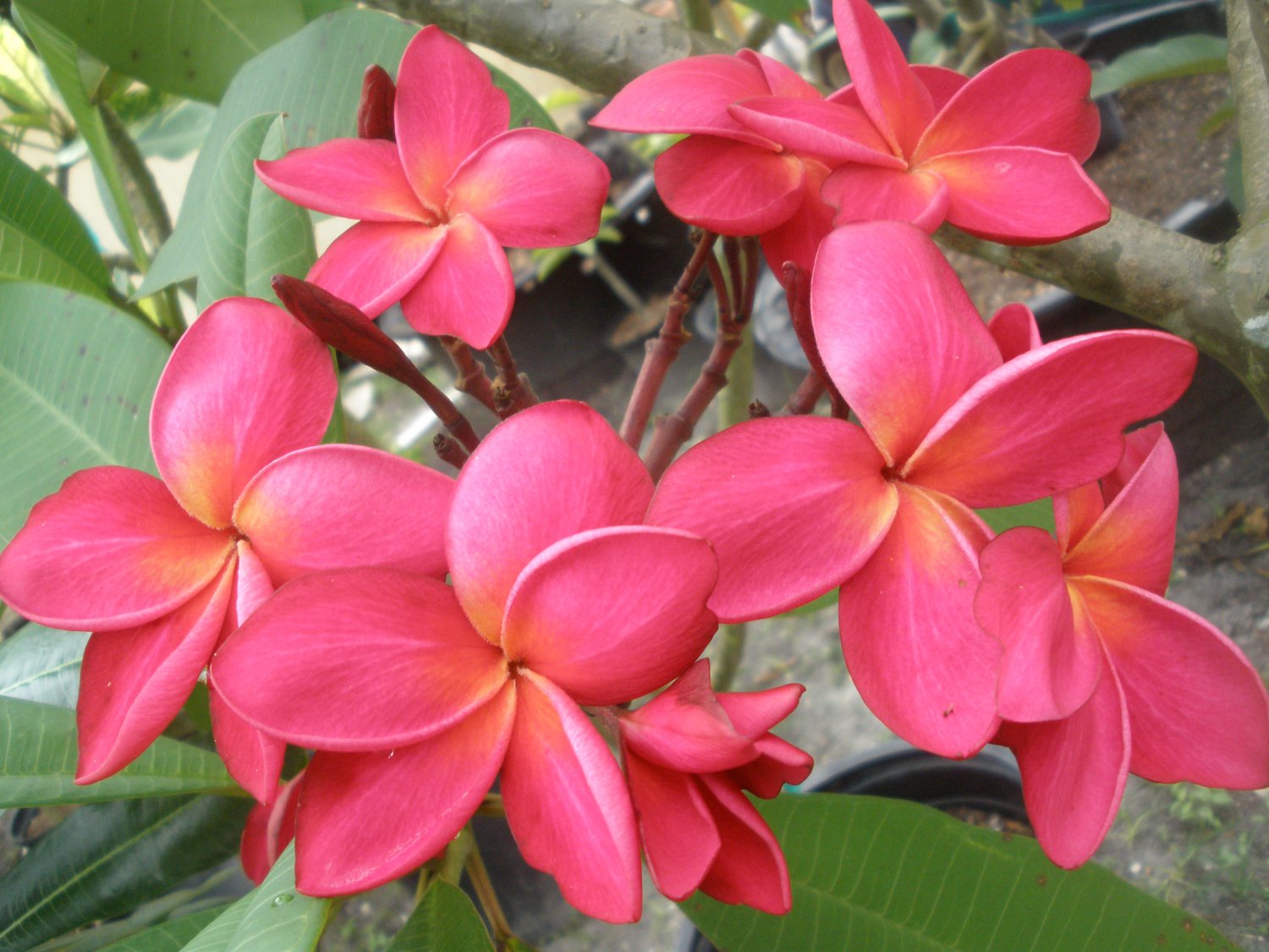 Plumeria rubra super Glow