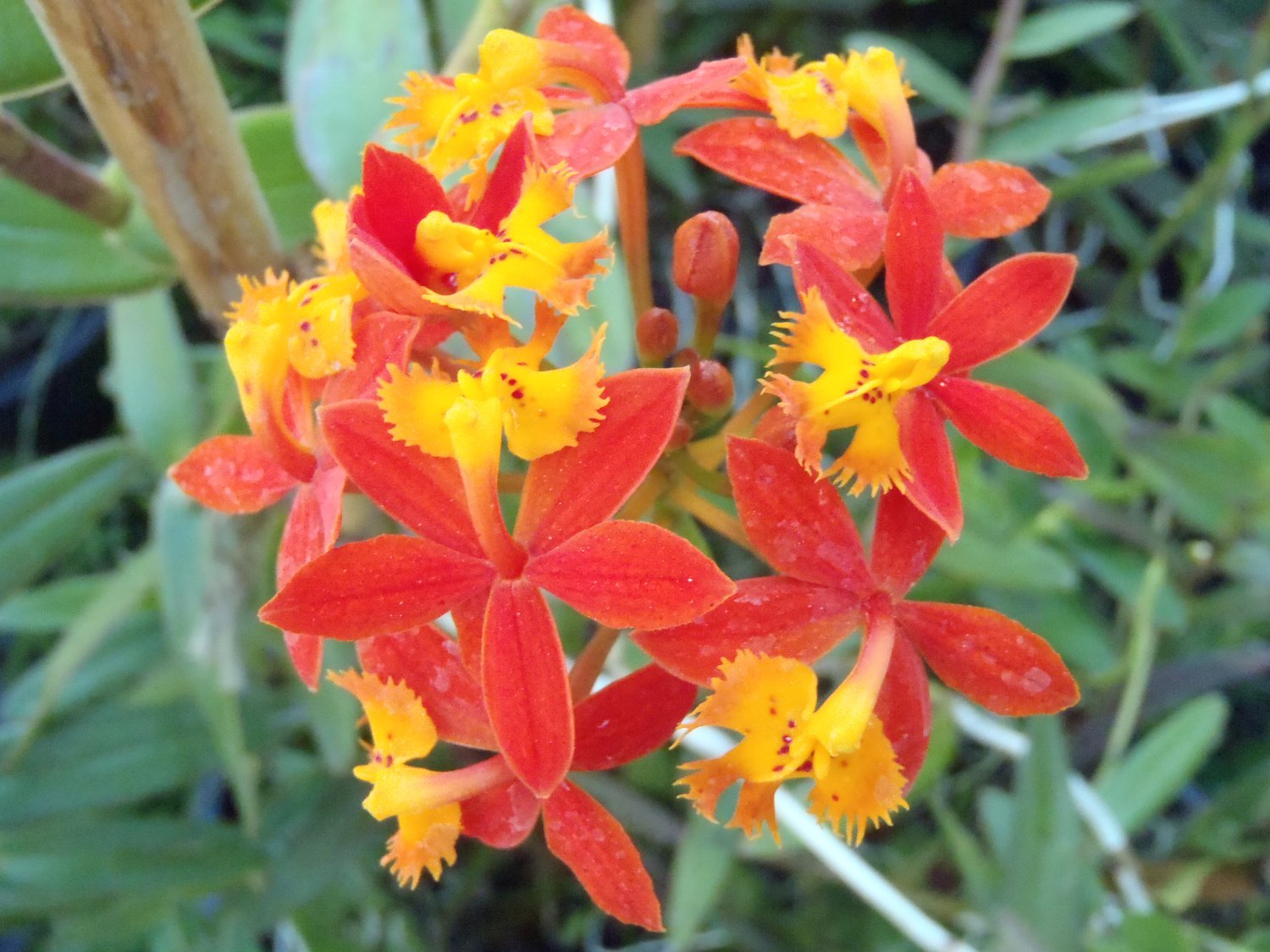 Everblooming Rare Crucifix Orchid Epidendrum Radicans