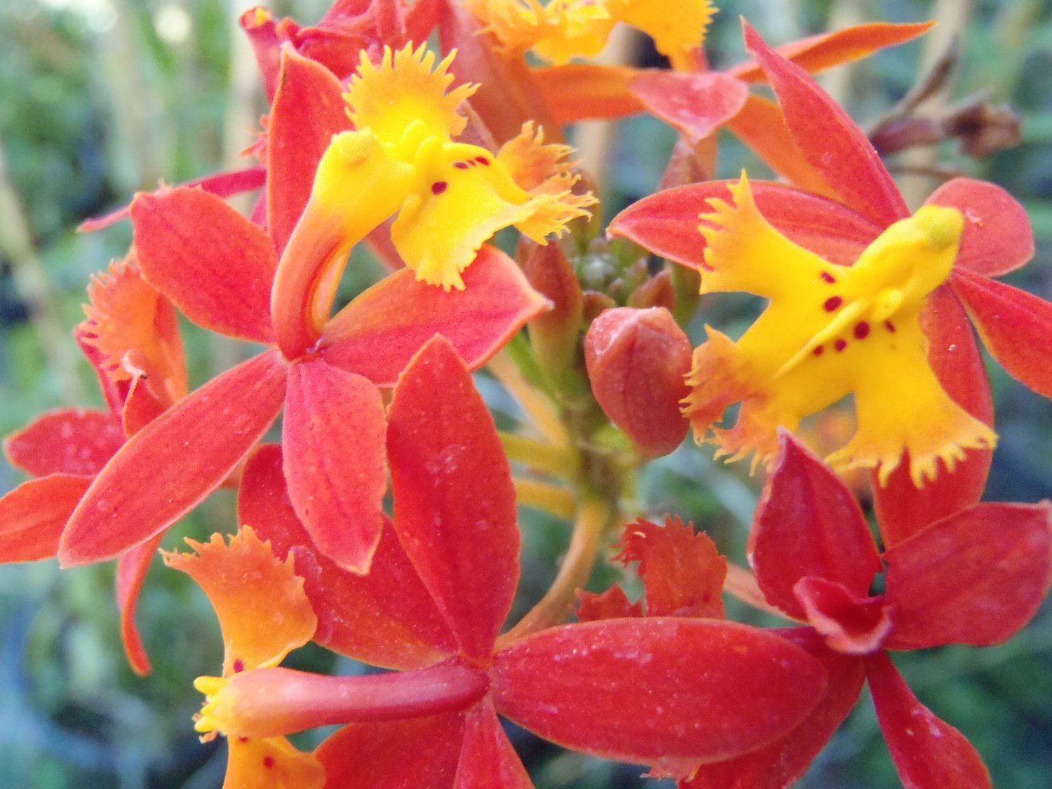 Everblooming Rare Crucifix Orchid- Epidendrum Radicans