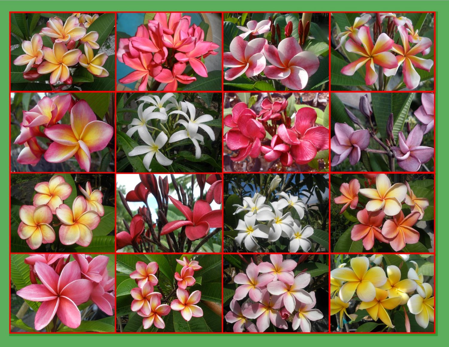 ROOTED! 2 Rare Fragrant Plumeria Frangipani Cuttings *Live Plants*