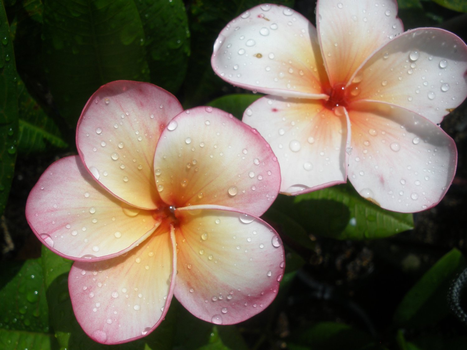 Rooted Plumeria Plant Thai *Tong Tawekune* Rare & Exotic Plants