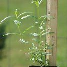Heimia Salicifolia Sinicuichi Sun Opener live plant Heimia Salicifolia Sinicuichi Sun Opener live plant
