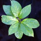 Banisteriopsis Caapi live plant cielo strain Banisteriopsis Caapi live plant cielo strain