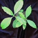 Psychotria alba 4 inch live plant Psychotria alba 4 inch live plant