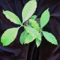 Psychotria alba 4 inch live plant
