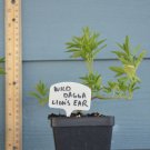 Leonotis Leonurus live plant Leonotis Leonurus live plant