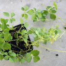 Gynostemma Pentaphyllum live plant jiaogulan Gynostemma Pentaphyllum live plant jiaogulan