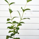 stevia rebaudiana live plant sugar leaf sweet leaf. stevia rebaudiana live plant sugar leaf sweet leaf.