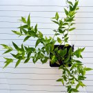 justica pectoralis var. stenophylla live plant tilo justica pectoralis var. stenophylla live plant tilo