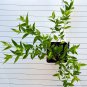 justica pectoralis var. stenophylla live plant tilo