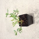 Heimia myrtifolia live plant sun opener Heimia myrtifolia live plant sun opener