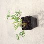 Heimia myrtifolia live plant sun opener