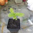 Psychotria v live plant Psychotria v live plant