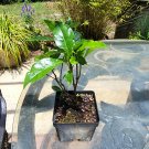 Psychotria nervosa live plant Psychotria nervosa live plant