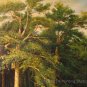 Repro-Shishkin-Mast pine forest in Viatka Province 48"