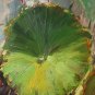 ART OIL PAINTING ON CANVAS LOTUS SERIES PAINTED&SIGNED
