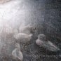 Original Oil Painting Animal Goose Playing Water Art