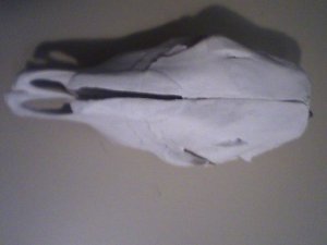 Authentic Cow Skull