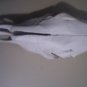 Authentic Cow Skull