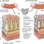 2 BOTTLES - INTENSIVE COLON CLEANSE - PARASITE CLEANSE