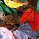 Photo "colors of the fall 1"