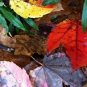 Photo "colors of the fall 1"