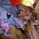 Photo "colors of the fall 2"