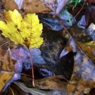 Photo "colors of the fall 3"