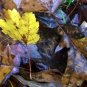 Photo "colors of the fall 3"