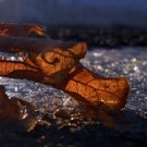 Photo "leaf and ice"