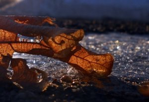 Photo "leaf and ice"