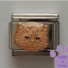 Adorable cream Persian cat Italian Charm