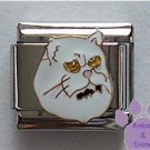 White Persian cat Italian Charm