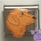 Golden Retriever Italian Charm beautiful dog