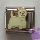West Highland White Terrier - Cute Fluffy Westie Puppy