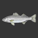 Striped Bass Fishing Decal