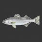 Striped Bass Fishing Decal