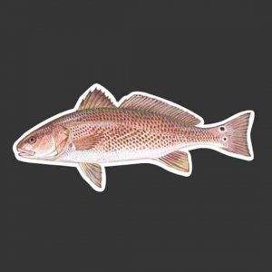 Redfish / Red Drum Fishing Decal