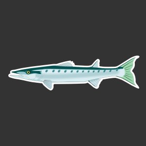 Barracuda Fishing Decal