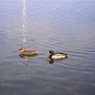 Two Lone Ducks - 8X10 Print