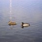 Two Lone Ducks - 8X10 Print