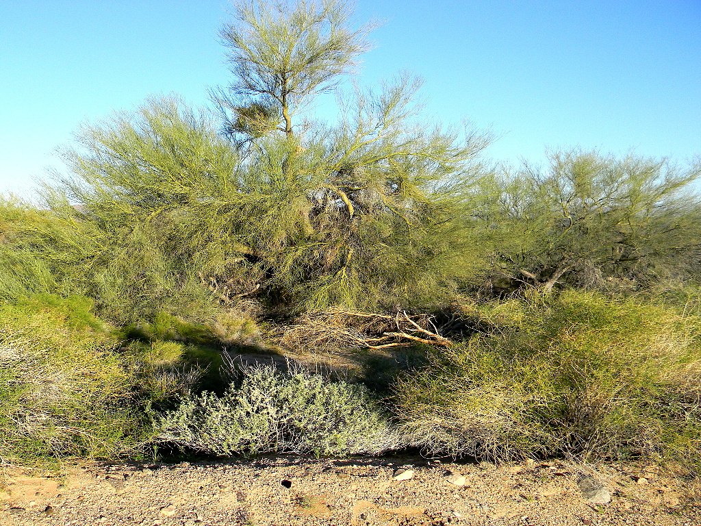 Large Mesquite Tree 8X10 Print