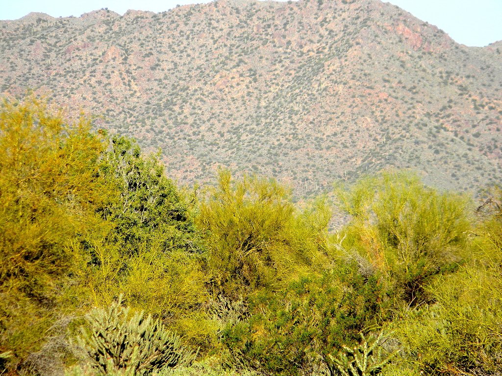 Mexican Broom Amonst Other AZ Desert Plants 8X10 Print