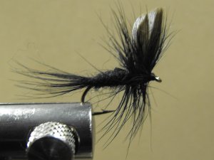 Black Gnat