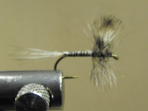 Mosquito