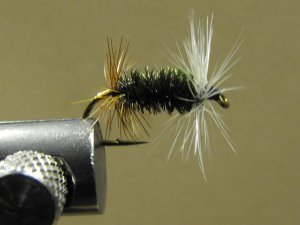 Peacock Renegade