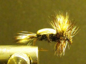 Humpy, Brown
